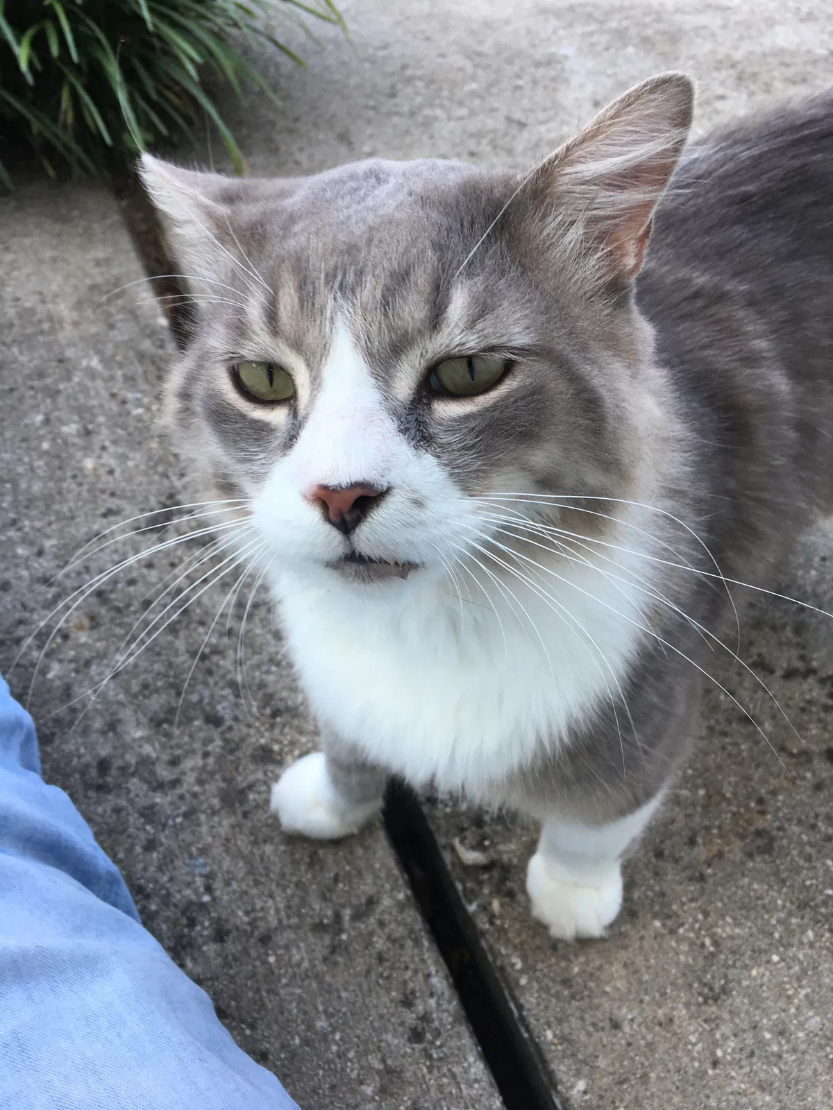 Lost cat in Locust Grove, GA, 30248