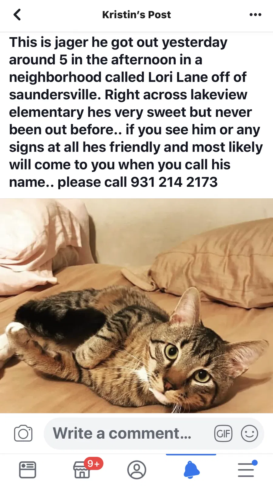 Lost cat in Mount Juliet, TN, 37122