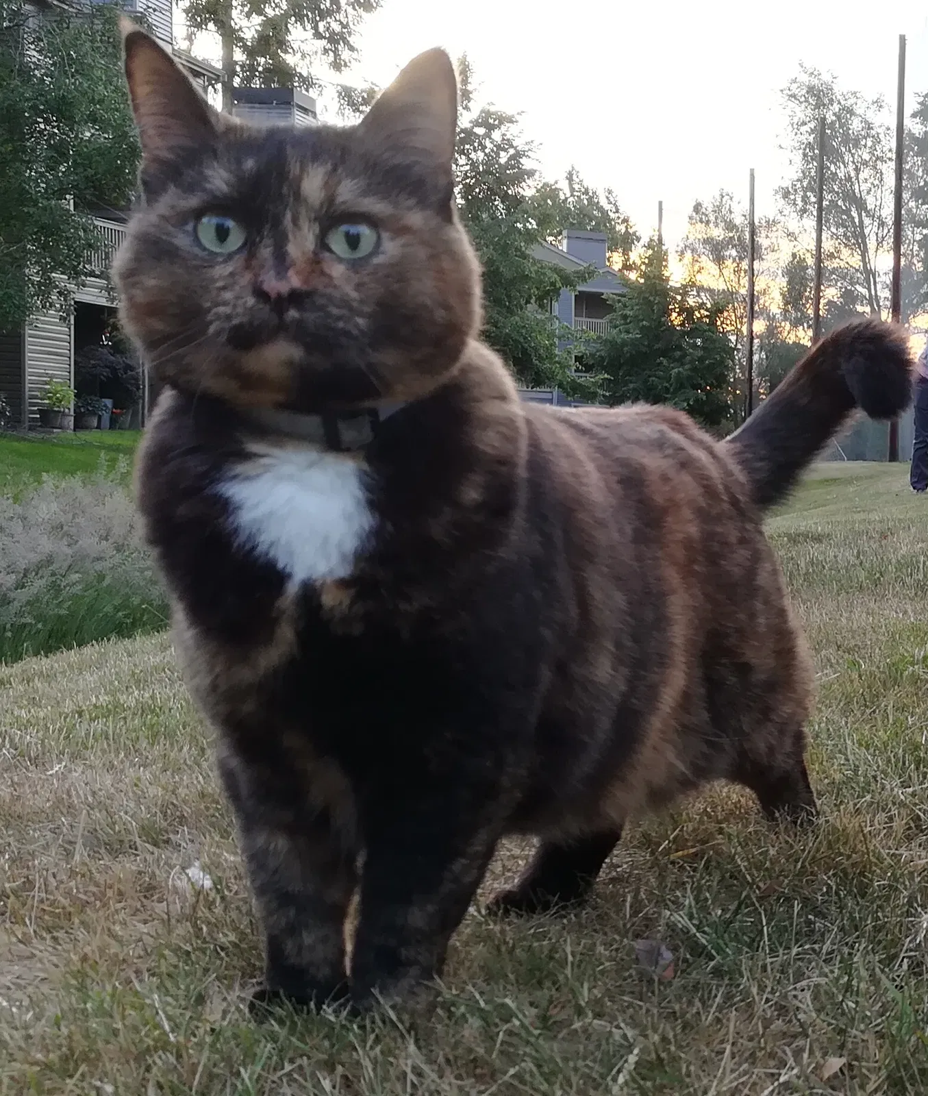 Lost cat in Mukilteo, WA, 98275