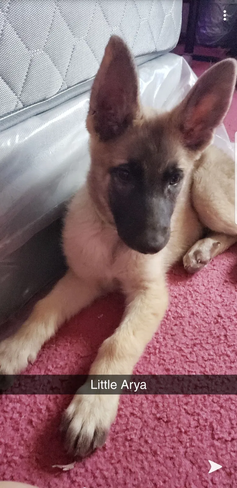 Lost dog in San Elizario, TX, 79849