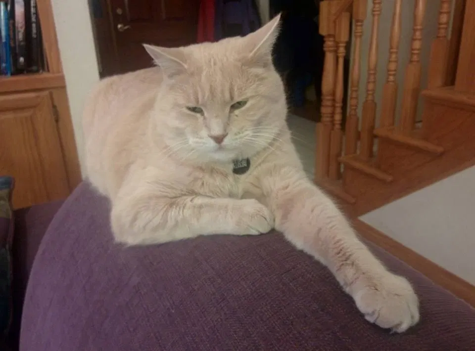 Lost cat in Fort Collins, CO, 80526