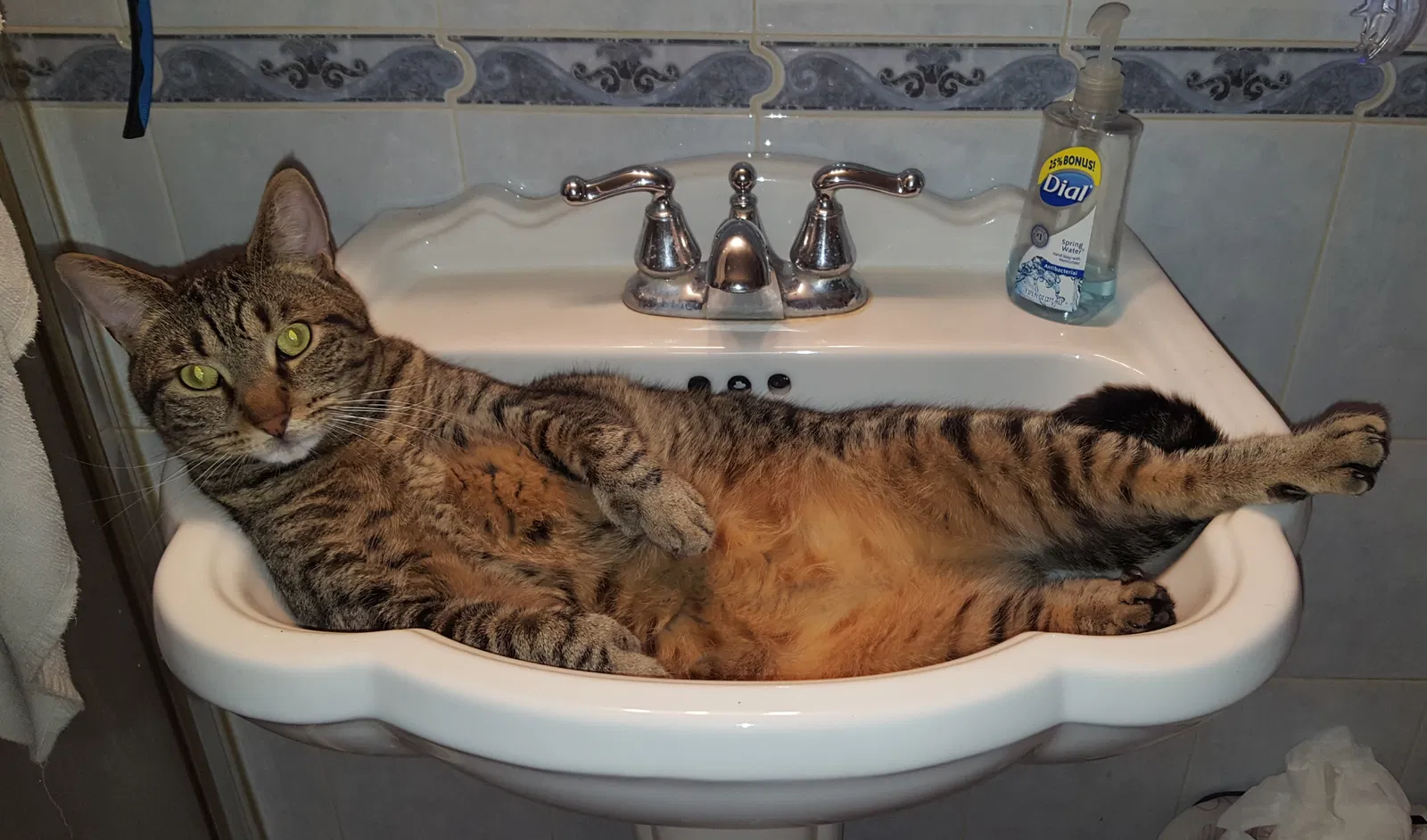 Lost cat in Ocala, FL, 34480