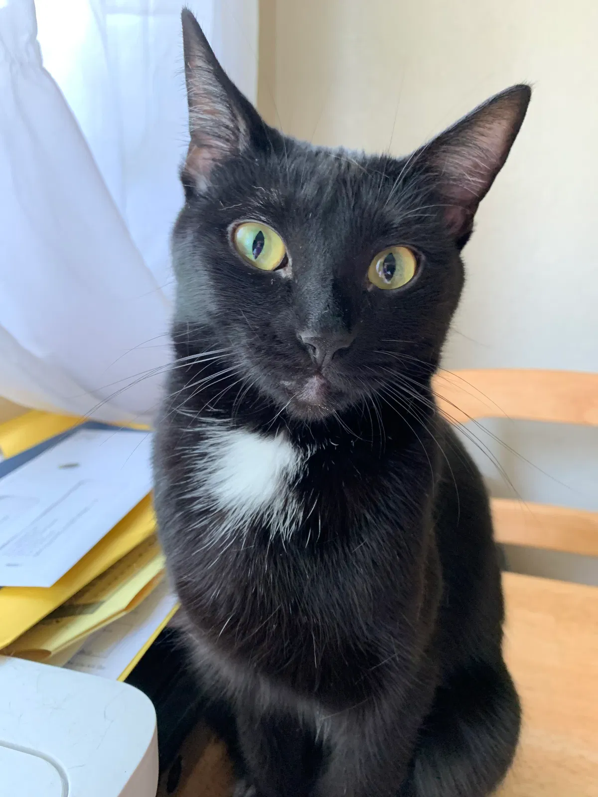 Lost cat in Hurst, TX, 76053