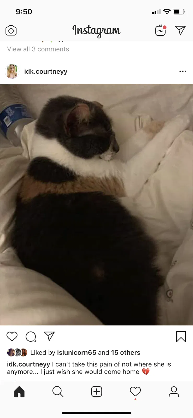 Lost cat in Romeo, MI, 48065