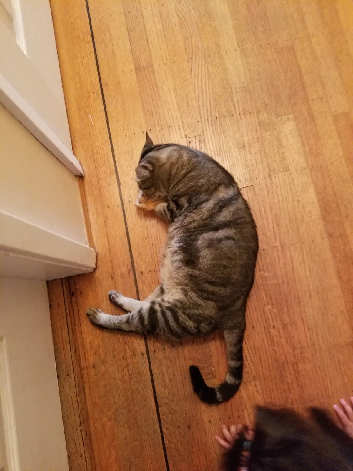 Lost cat in Unknown, CA, 0