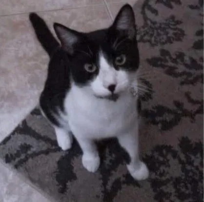 Lost cat in Oceanside, CA, 92056