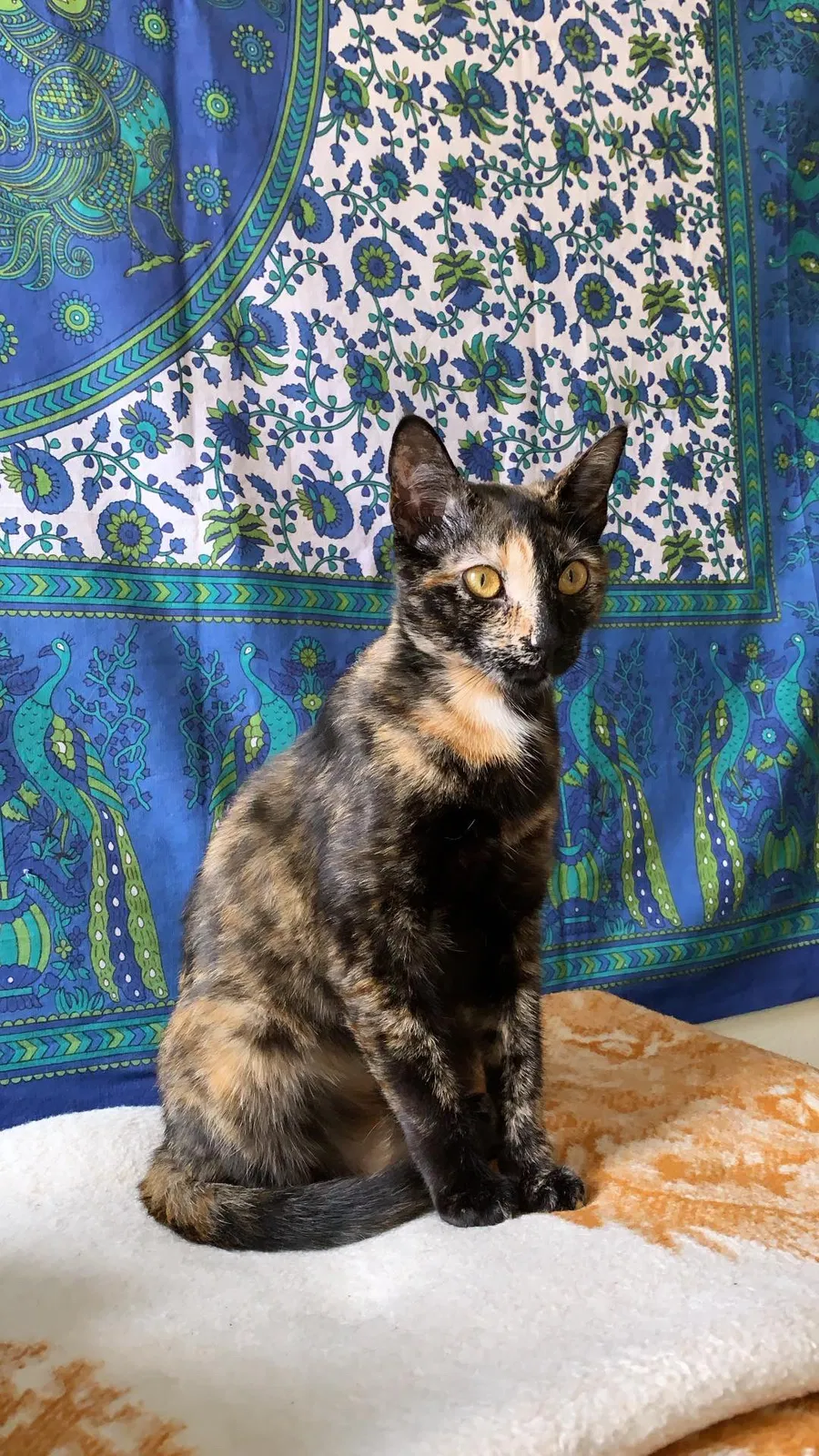Lost cat in Cardiff By The Sea, CA, 92007