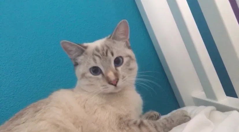Lost cat in Aliso Viejo, CA, 92656