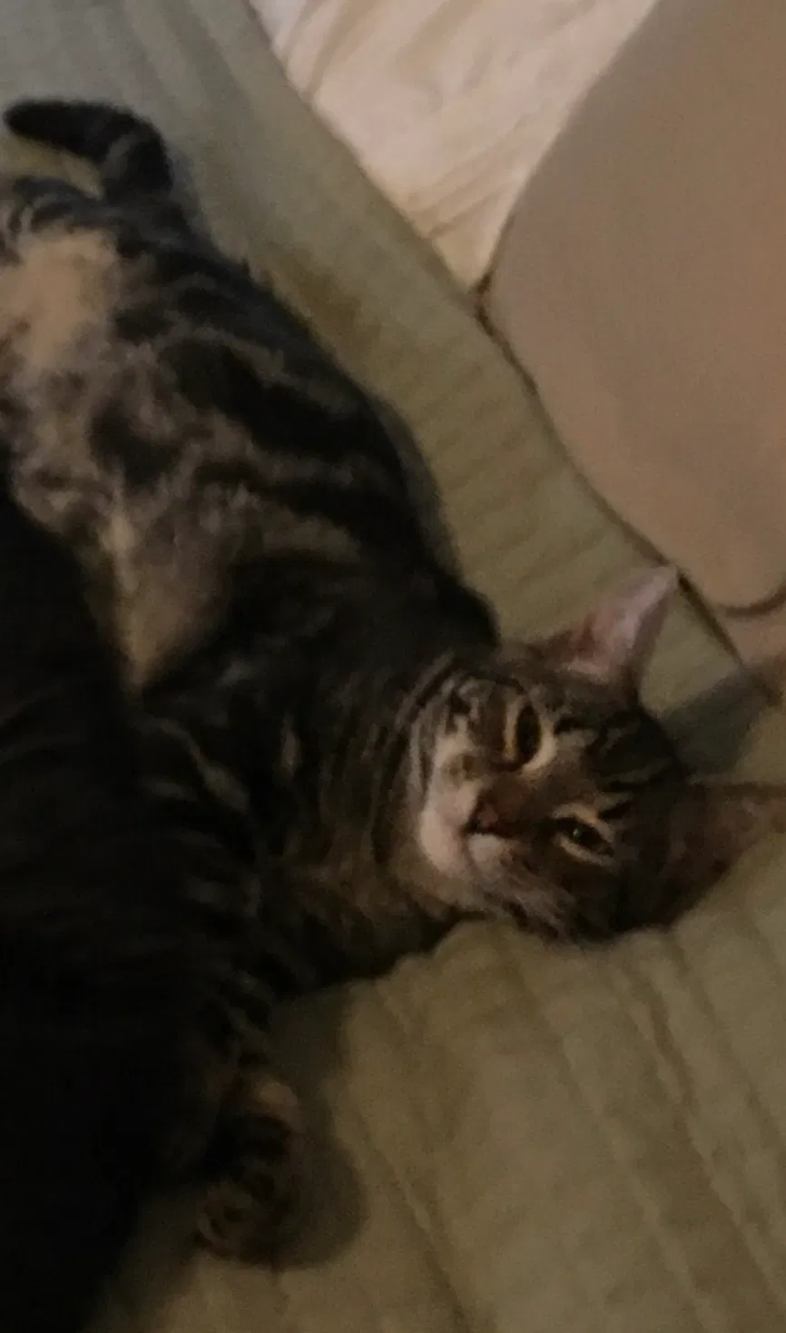 Lost cat in Enumclaw, WA, 98022