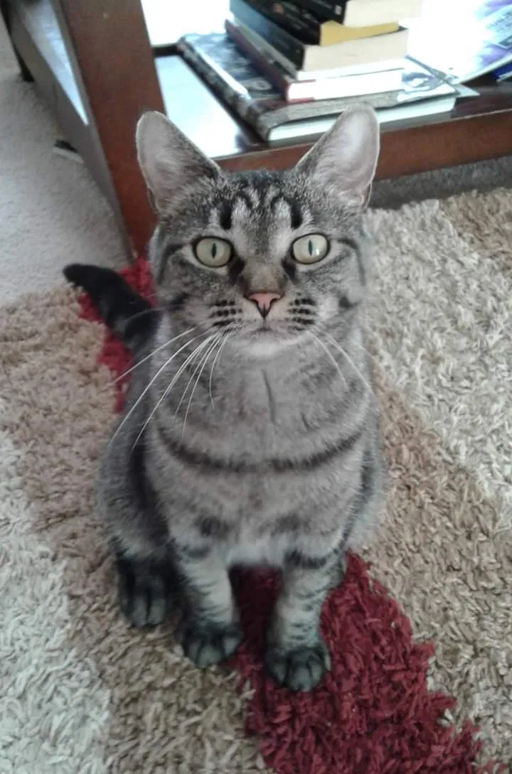 Lost cat in Bloomington, IN, 47403