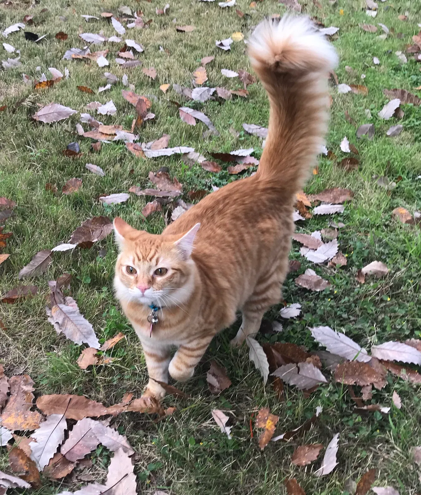 Lost cat in Pflugerville, TX, 78660