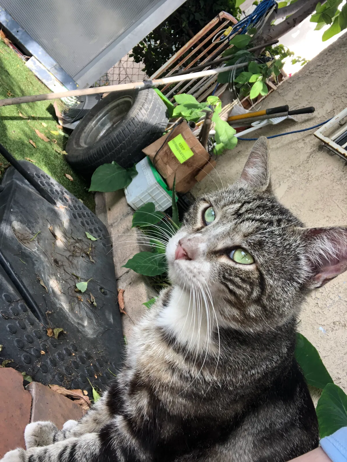 Lost cat in Lynwood, CA, 90262