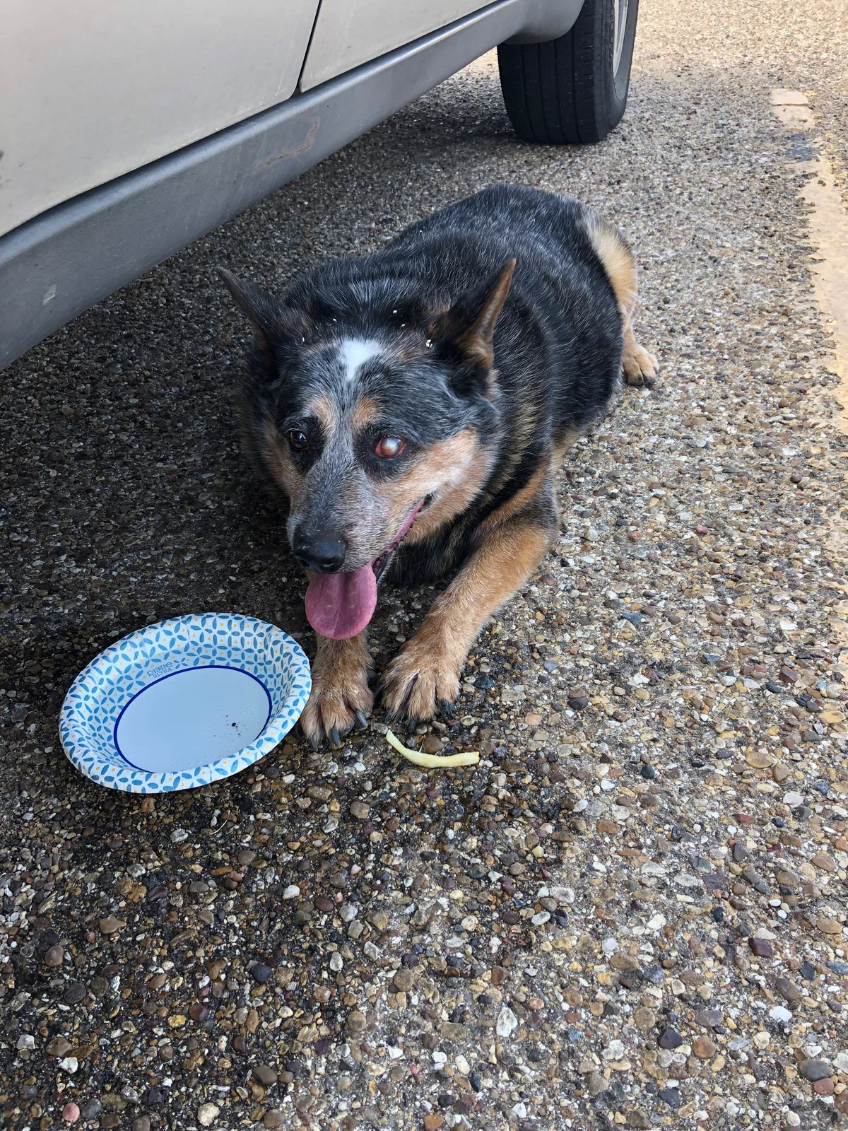 Lost dog in Lubbock, TX, 79423