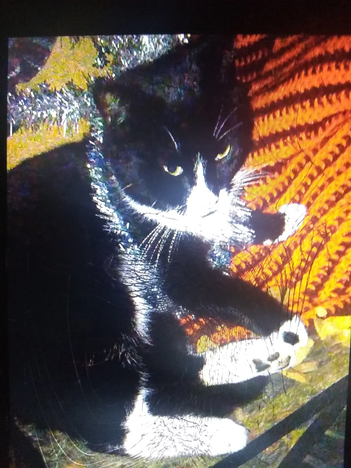 Lost cat in Horton, AL, 35980