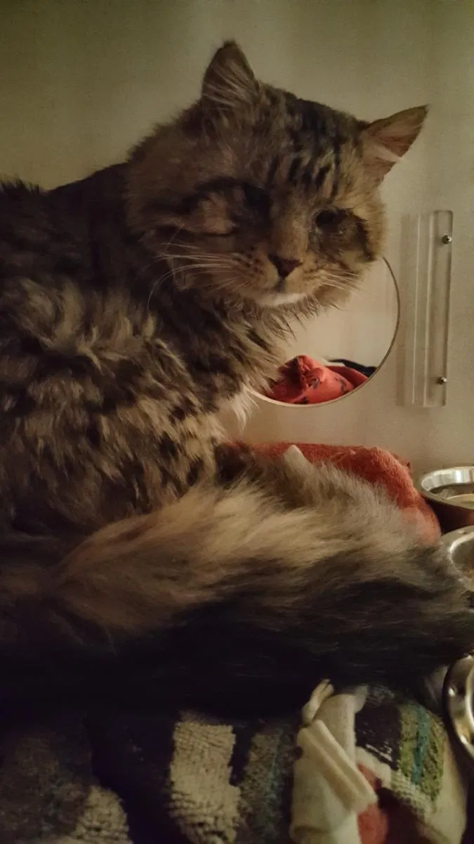 Lost cat in Tucson, AZ, 85705