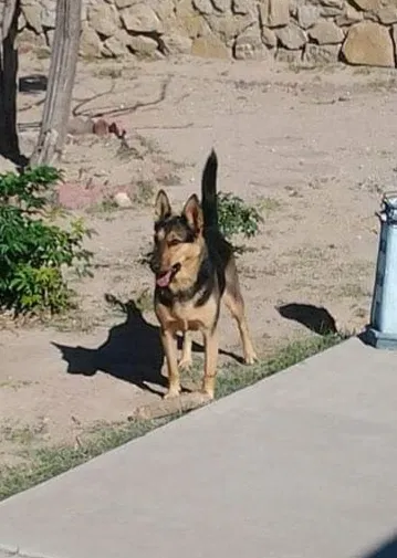 Lost dog in El Paso, TX, 79936