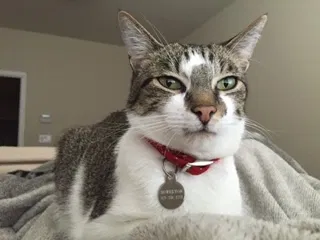 Lost cat in El Dorado, CA, 95623