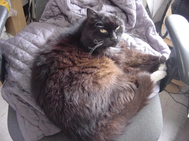 Lost cat in Healdsburg, CA, 95448