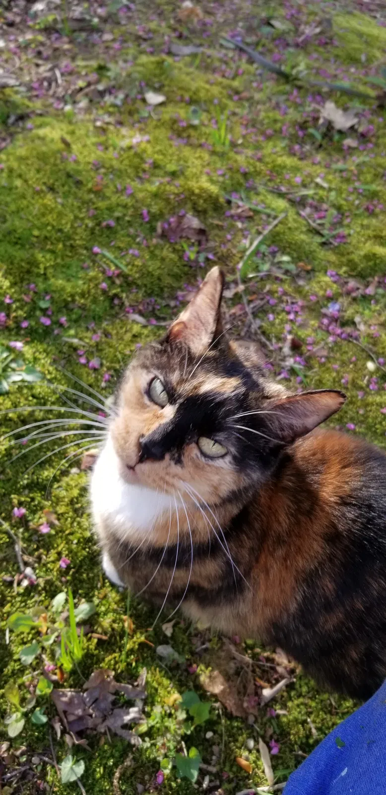 Lost cat in Gainesville, GA, 30506