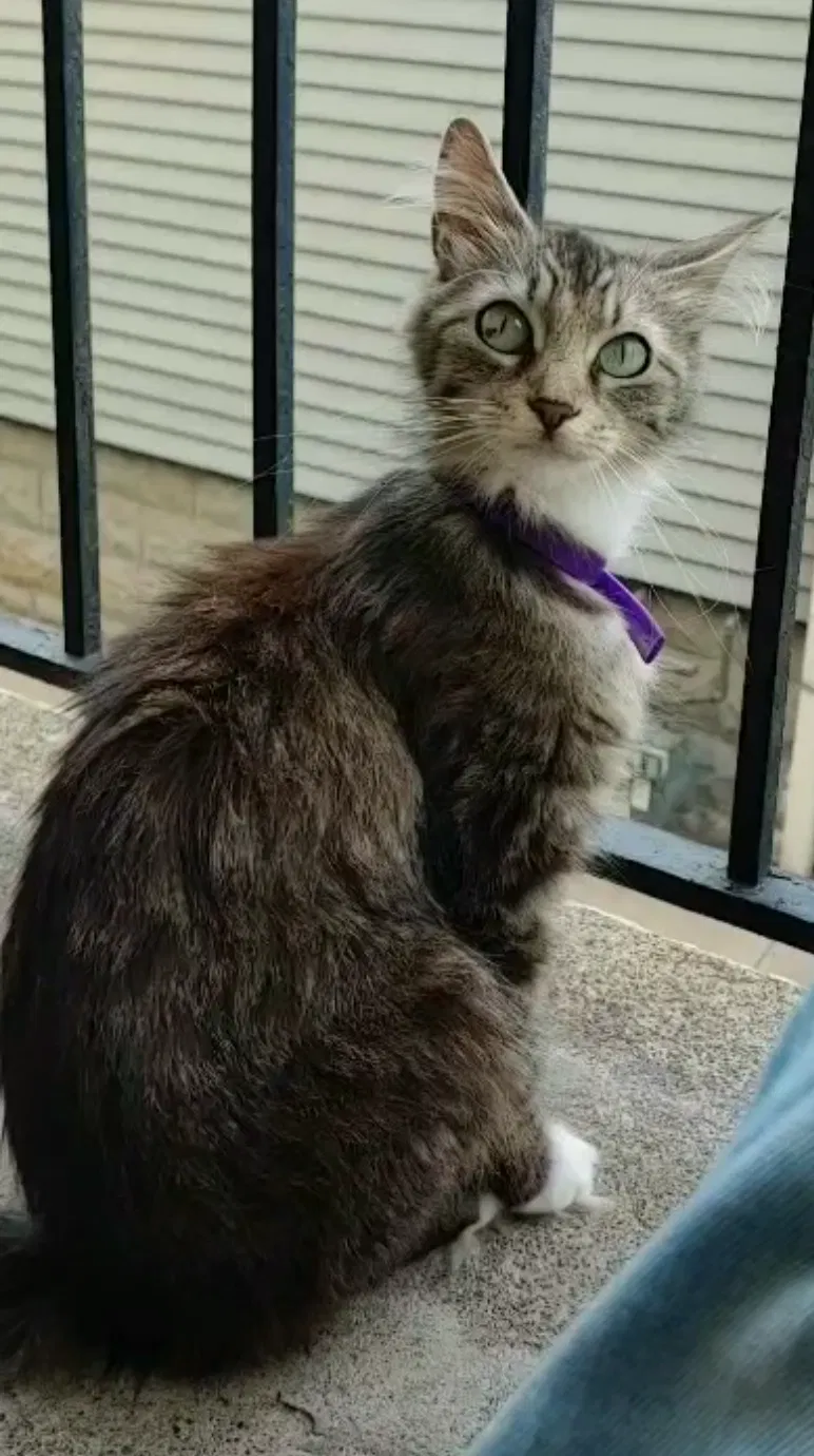 Lost cat in Milwaukee, WI, 53202