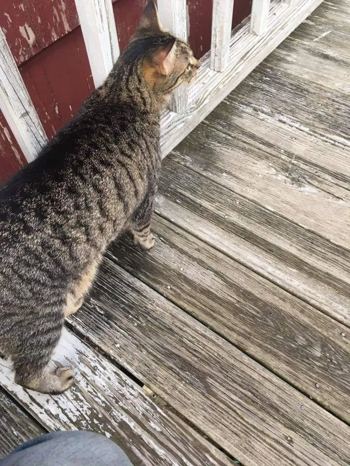 Lost cat in Chelmsford, MA, 1824