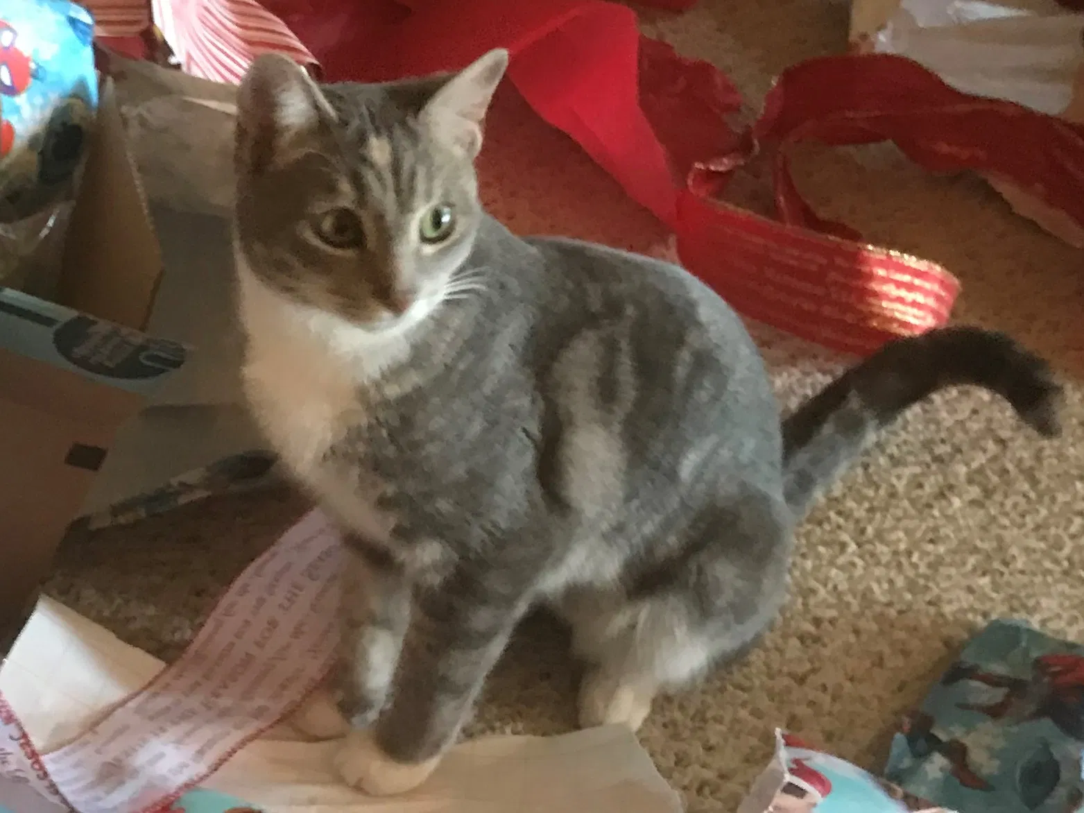 Lost cat in Berthoud, CO, 80513