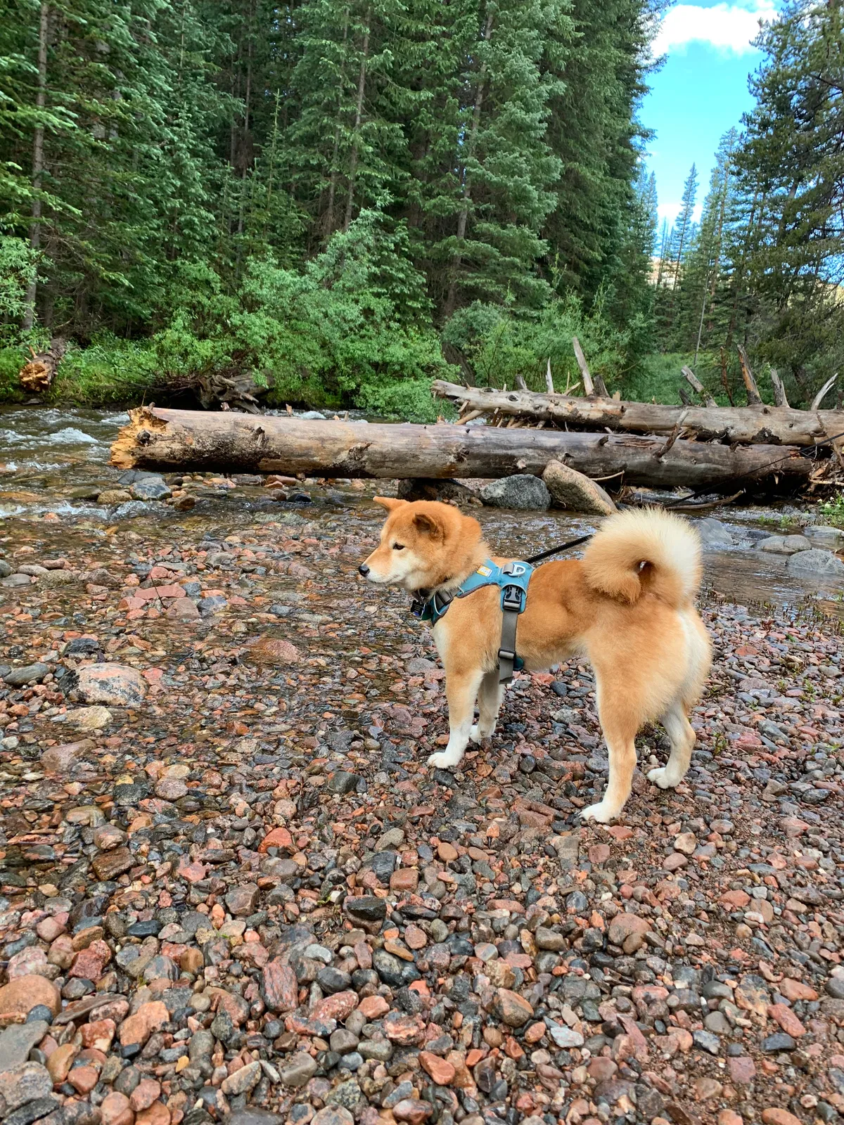 Lost dog in Boulder, CO, 80305
