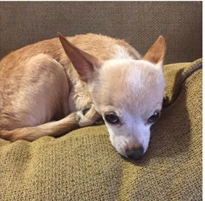Lost dog in Rowland Heights, CA, 91748