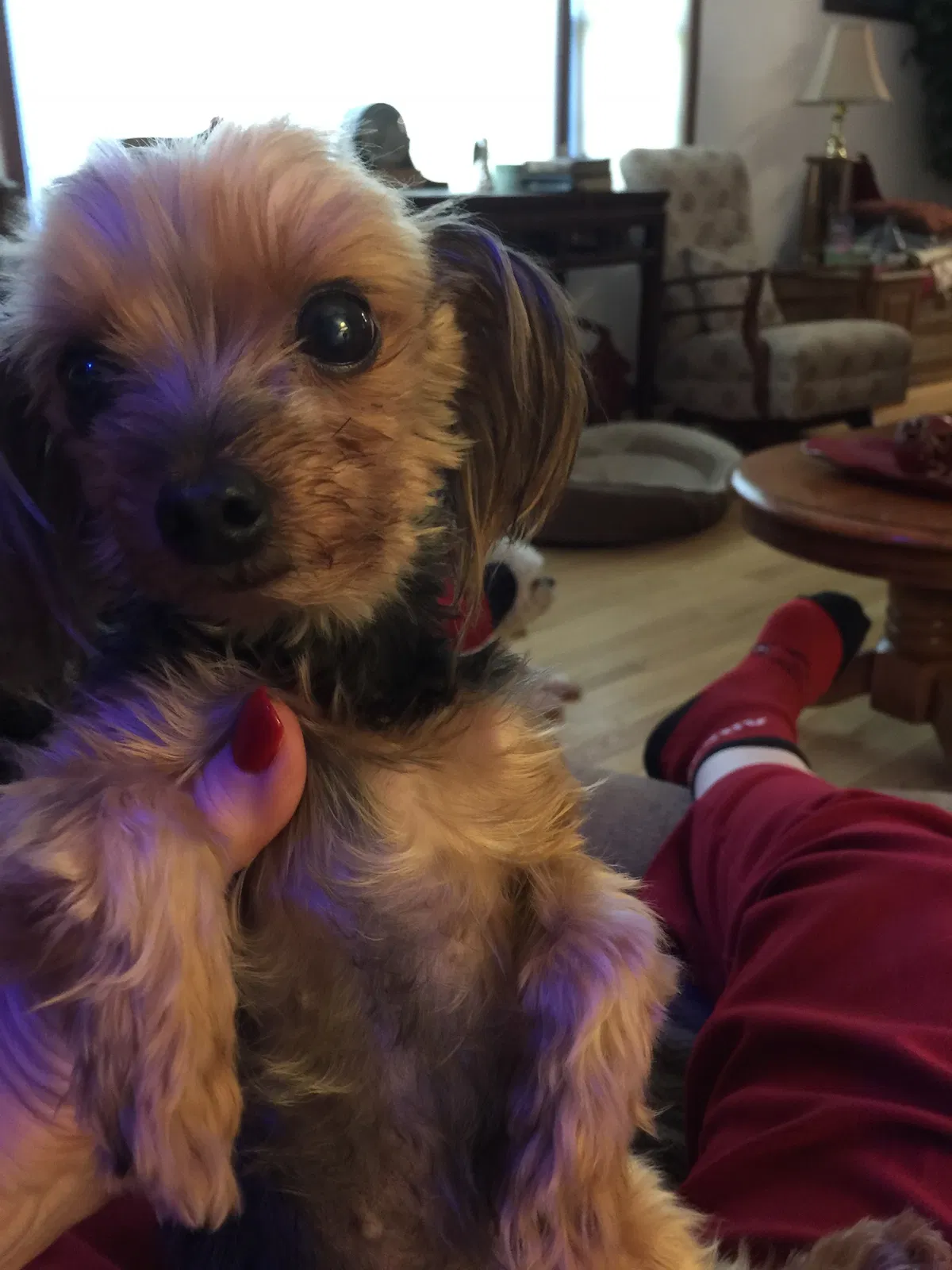Lost dog in Fayetteville, AR, 72701