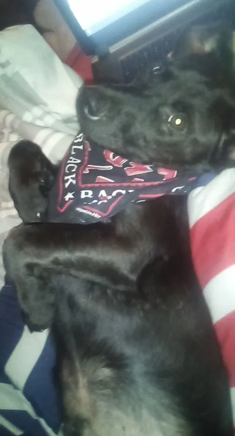 Lost dog in Guin, AL, 35563