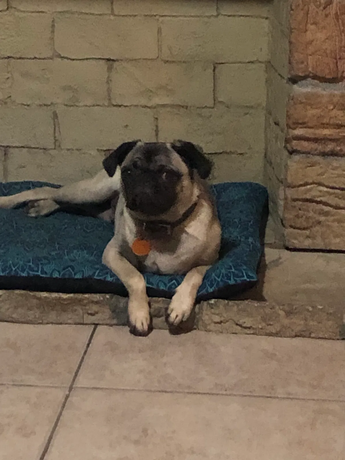 Lost dog in Bakersfield, CA, 93305