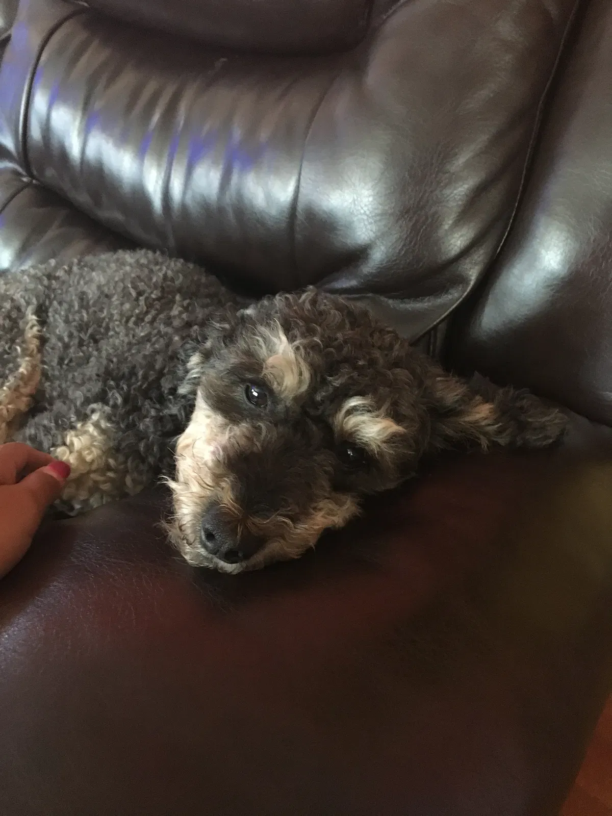 Lost dog in Grand Rapids, MI, 49508
