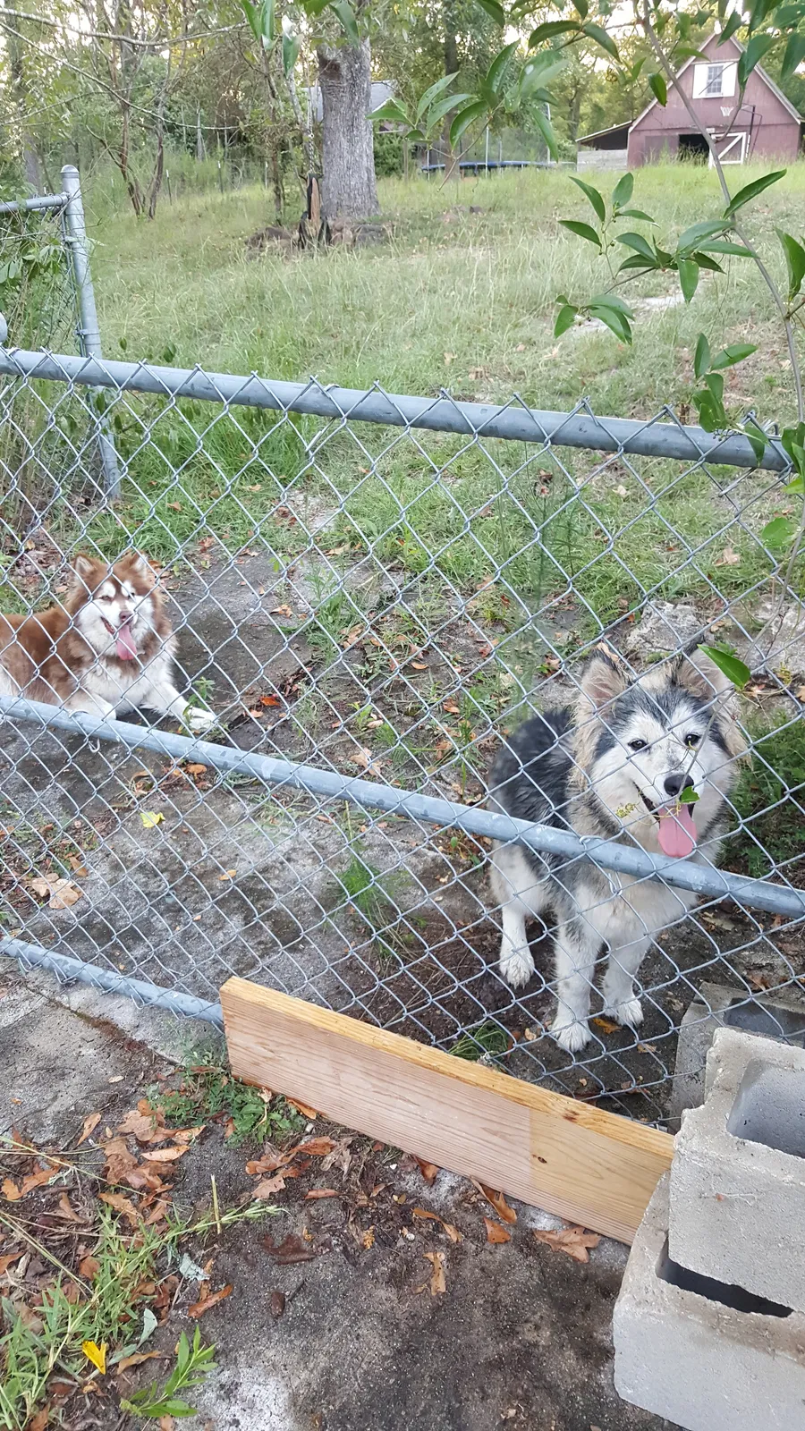 Lost dog in Macon, GA, 31216