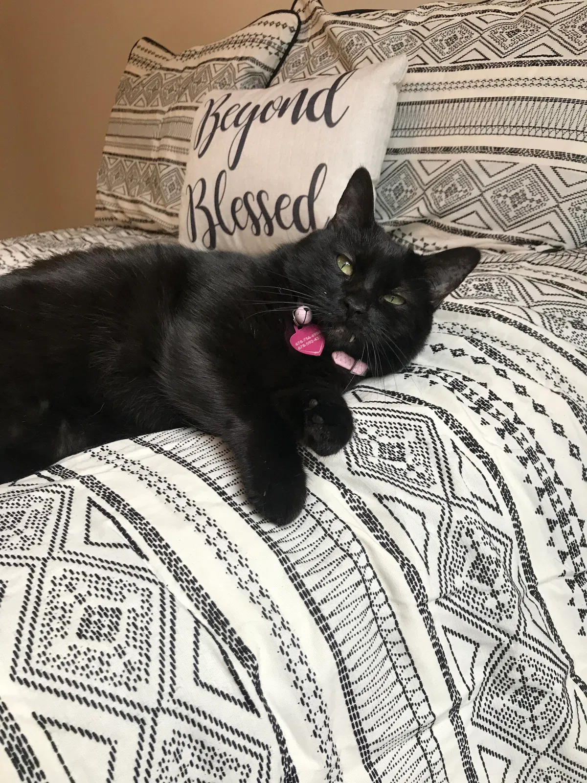 Lost cat in Kennesaw, GA, 30144