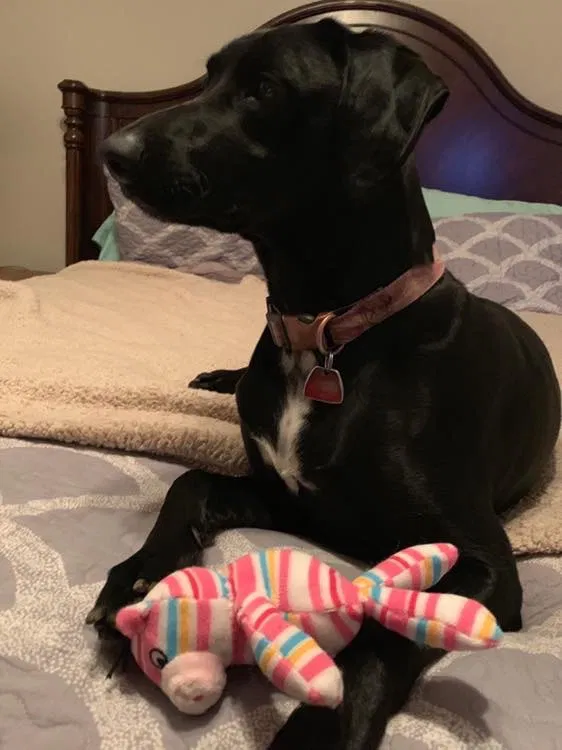 Lost dog in Sun City, CA, 92586