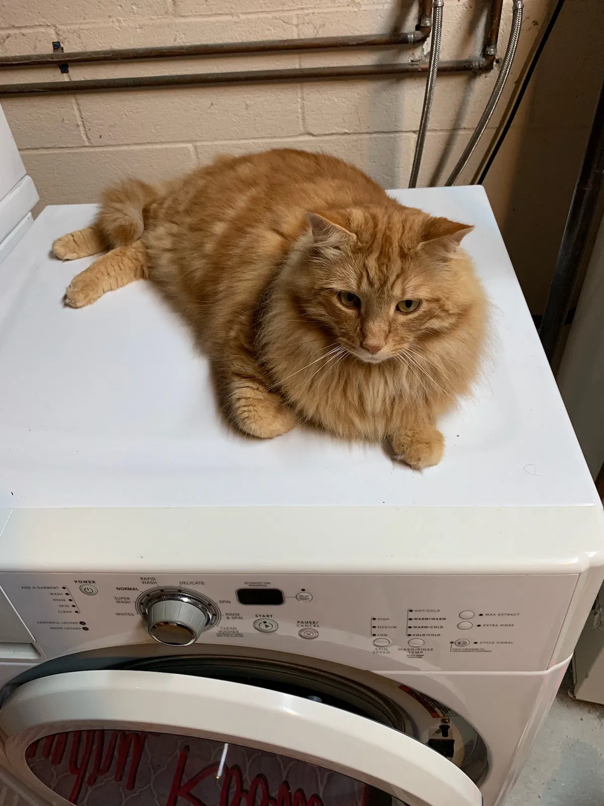 Lost cat in Columbus, OH, 43221