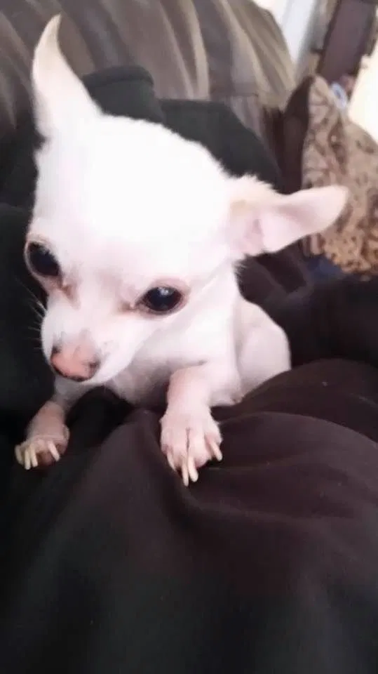 Lost dog in Chicago, IL, 60612