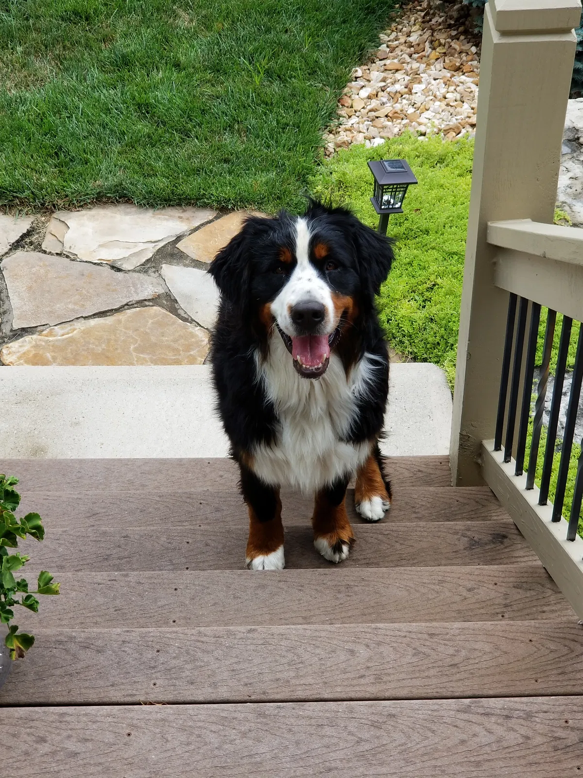 Lost dog in Kansas City, MO, 64157