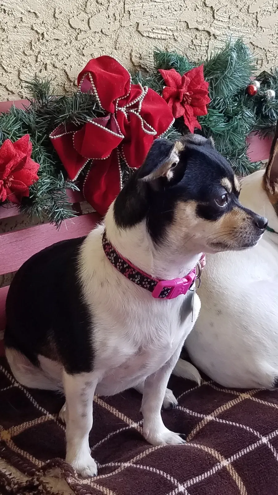 Lost dog in Colorado Springs, CO, 80909