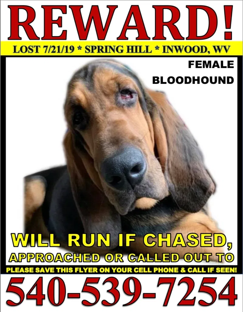 Lost dog in Inwood, WV, 25428