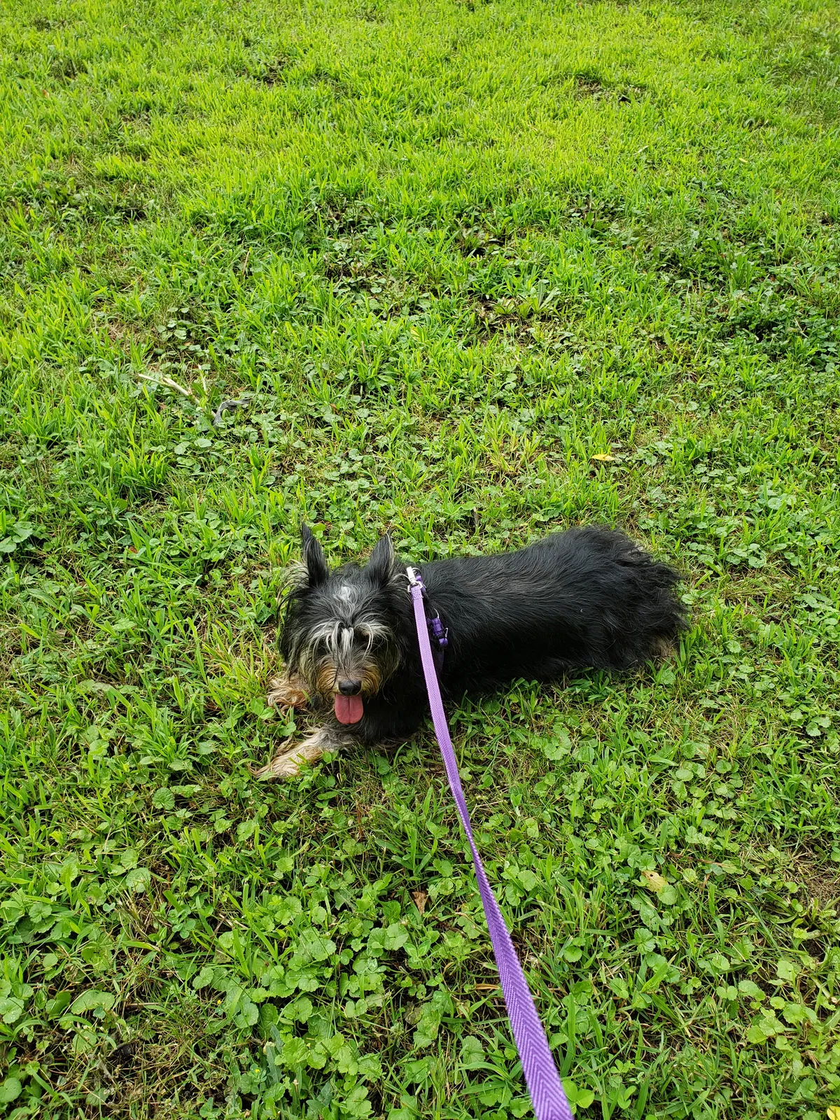 Lost dog in Binghamton, NY, 13901