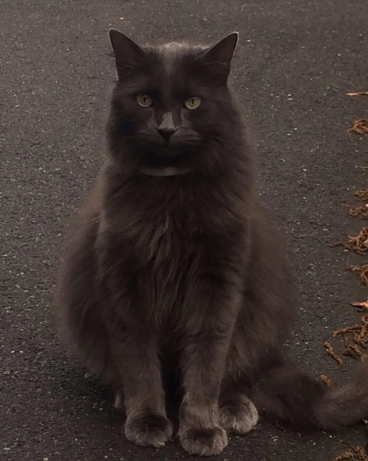 Lost cat in Bethel, CT, 6801