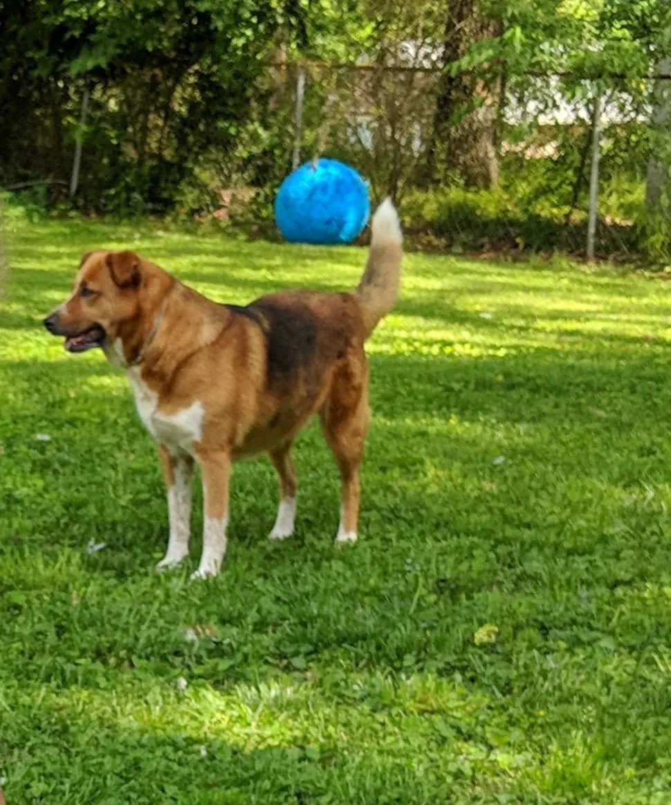 Lost dog in Clarksville, TN, 37042