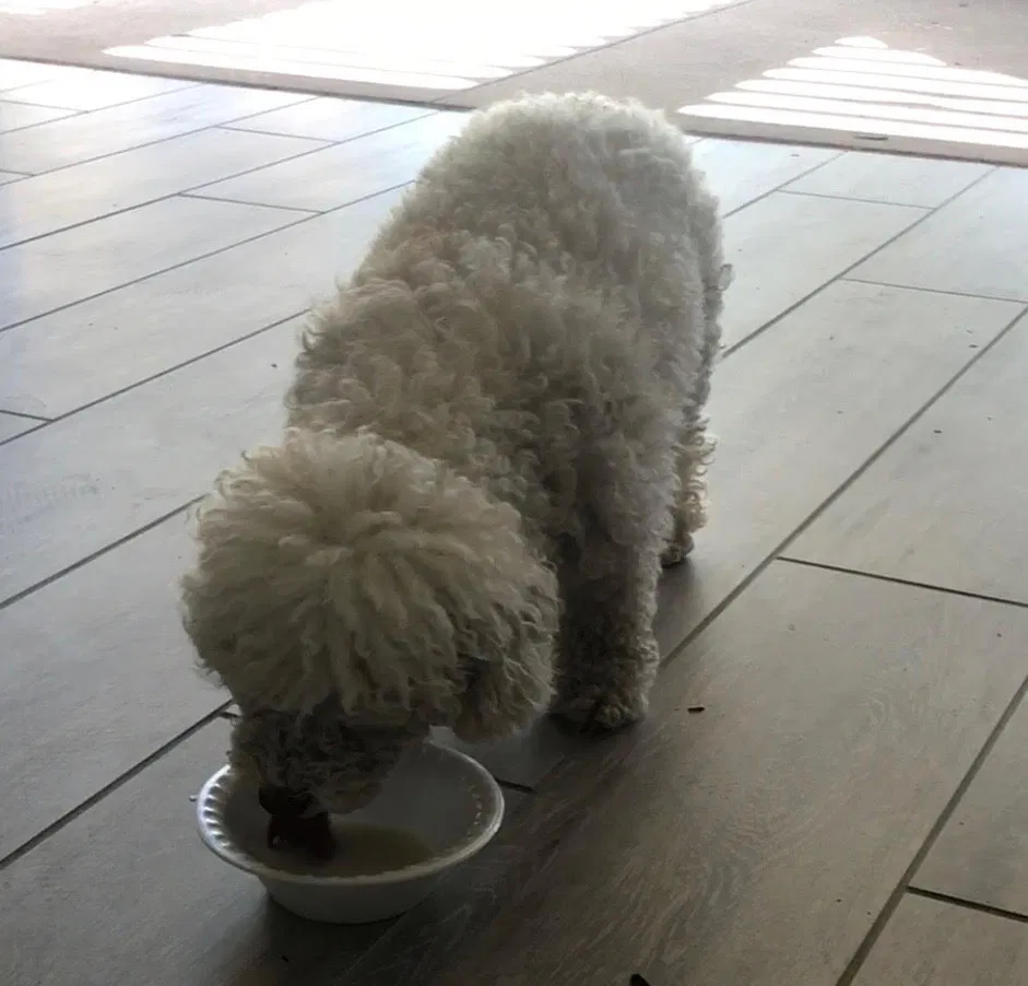 Lost dog in Irvine, CA, 92618