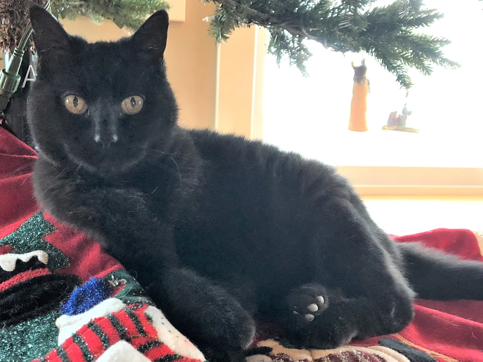 Lost cat in Seattle, WA, 98177