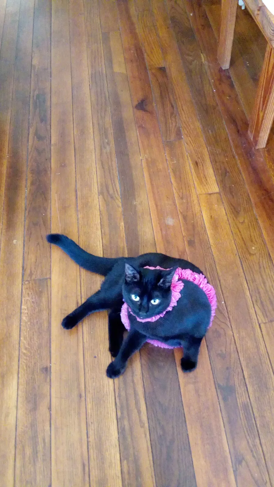 Lost cat in Soquel, CA, 95073