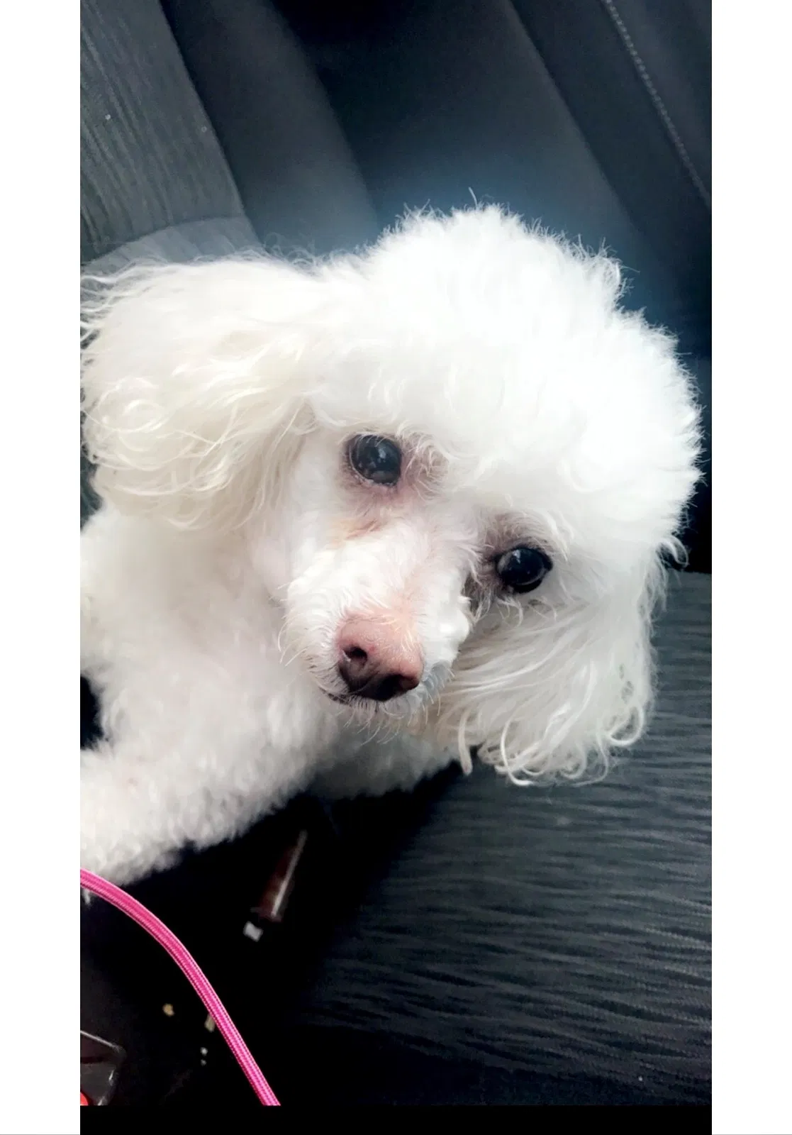 Lost dog in Denham Springs, LA, 70726
