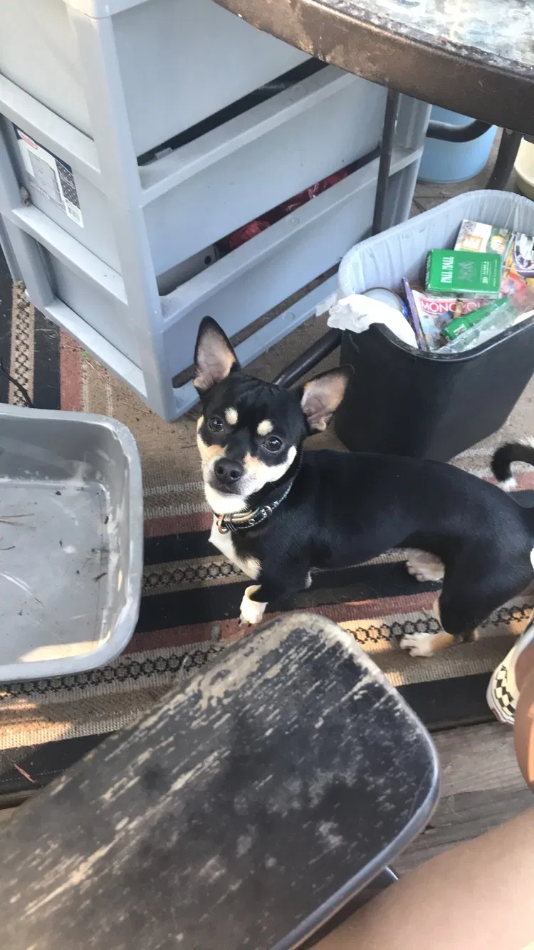 Lost dog in Sumter, SC, 29154