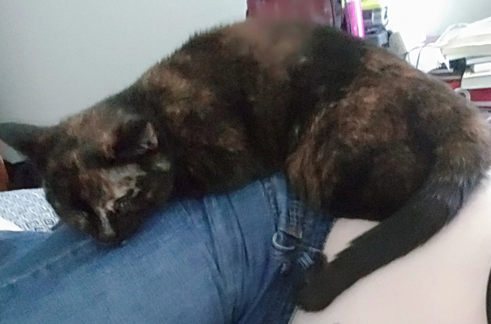 Lost cat in Colorado Springs, CO, 80917