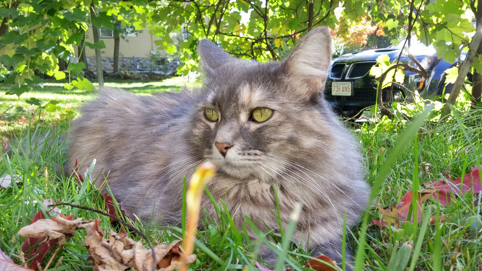 Lost cat in Andover, MA, 1810